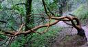 Odd tree, cold to the touch.